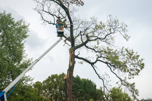 Best Commercial Tree Services  in North Star, DE