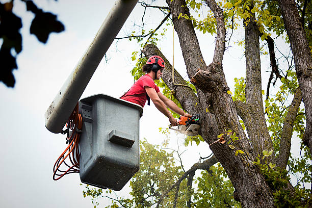 Professional Tree Services in North Star, DE